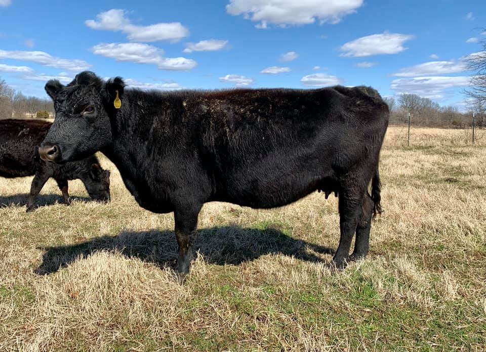 Our Cattle – Walker Ranch